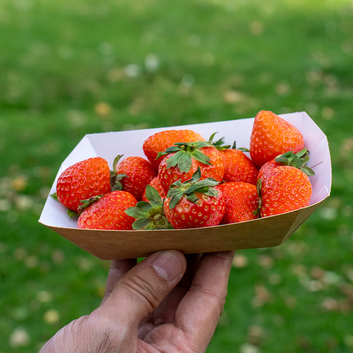 100mm x 62mm x 42mm Brown Kraft Small Food Tray (1 x 500)